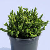 Crassula imperialis 'Giant Watch Chain'