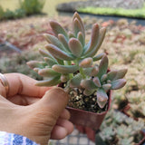 Graptosedum 'Francesco Baldi'