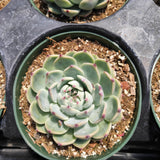 Echeveria colorata