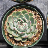 Echeveria colorata