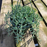 Senecio radicans Hybrid 'Fish Hooks'