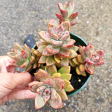Graptosedum 'Alpenglow'