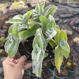 Tradescantia sillamontana 'White Velvet' Wandering Dude
