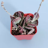 Adromischus trigynus 'Calico Hearts'