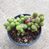 Chamaelobivia 'Rose Quartz' Peanut Cactus