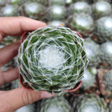 Sempervivum 'Hurricane'