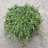 String of Raindrops Senecio Hybrid