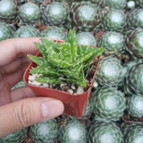 Aloe juvenna 'Tiger Tooth Aloe'
