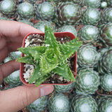 Aloe juvenna 'Tiger Tooth Aloe'