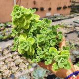 Plectranthus tomentosa - Vicks Plant