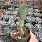 Opuntia santarita Santa Rita Purple Prickly Pear Cactus