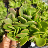 Senecio jacobsenii - Trailing Jade, Weeping Jade