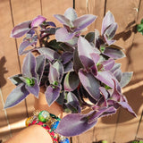 Tradescantia pallida 'Purple Heart' Wandering Dude