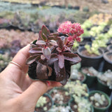 Sedum 'Dark Magic'