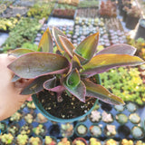 Tradescantia pallida 'Purple Heart' Wandering Dude