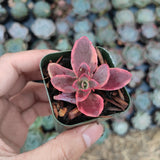 SunSparkler® Sedum 'Wildfire'