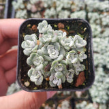 Sedum spathulifolium 'Cape Blanco' Stonecrop