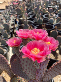 Santa Rita x Beavertail Hybrid with pink flowers in a nursery setting
