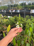 Hand holding a white Duck Potato (Sagittaria latifolia) flower in a greenhouse setting