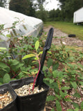 Small plant in a pot with a pair Widger Dibber Set, set against a natural outdoor background.