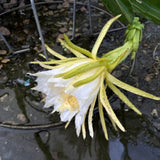 White Dragon Fruit