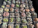 Collection of small succulent plants in individual pots arranged in a grid.