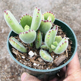Cotyledon tomentosa Bear's Paw