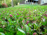Green grass with pink flowers in a garden setting Creeping Smartweed™ — Low-Growing, Native Groundcover with Pink Blooms & Pollinator Friendly