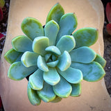 Close-up of a Graptoveria 'Fanfare'  plant on a beige surface