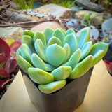 Graptoveria 'Fanfare' plant in a pot with a natural background