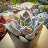 Graptopetalum rusbyi - 2 inch Pots