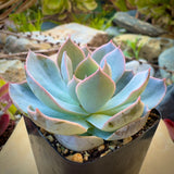 Potted Echeveria subsessilis with light blue and pink leaves in a natural setting