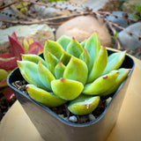 Echeveria 'Cris'plant in a pot with a blurred natural background