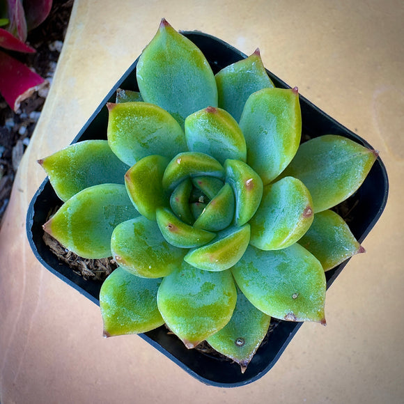 Echeveria 'Cris' in a black pot on a wooden surface