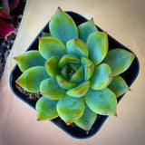 Echeveria 'Cris' in a black pot on a wooden surface
