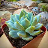 Echeveria 'Blue Rose' plant in a pot with a blurred natural background