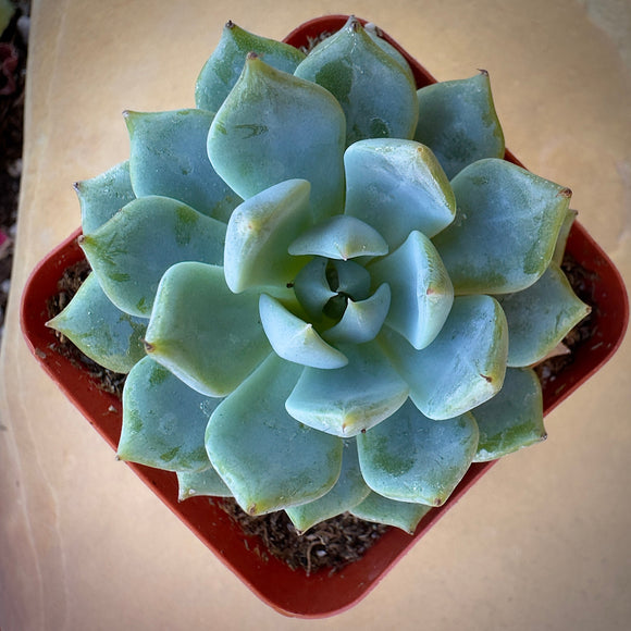 Echeveria 'Blue Rose' in a red pot on a beige surface