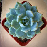 Echeveria 'Blue Rose' in a red pot on a beige surface