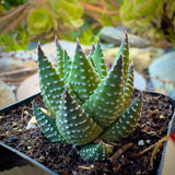 Haworthia kingiana plant with white spots in a pot with soil