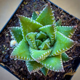 Haworthia kingiana plant in a pot with a blurred background
