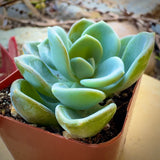 Echeveria 'Ice Green' in a terracotta pot with a blurred background