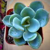 Echeveria 'Ice Green' in a pot on a beige surface