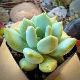 Graptoveria 'Grim One' plant in a pot with a blurred natural background
