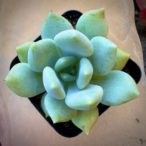 Graptoveria 'Grim One' plant in a pot on a beige surface