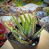 Haworthia fasciata plant with striped leaves in a natural setting with rocks and plants.