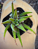 Haworthia fasciata plant in a pot on a textured surface