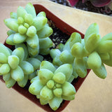 Sedum Donkey's Tail plant in a pot on a blurred background
