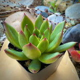 Echeveria agavoides ‘Christmas’ plant in a pot with a natural background