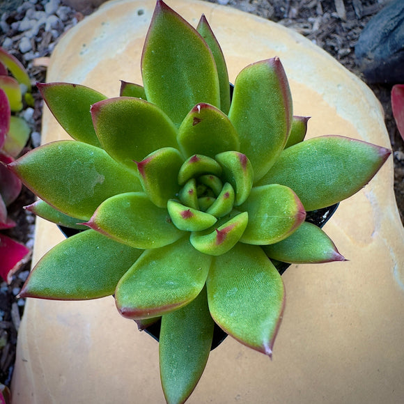 Close-up of a Echeveria agavoides ‘Christmas’ plant with red edges on a beige stone background