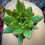 Close-up of a Echeveria agavoides ‘Christmas’ plant with red edges on a beige stone background